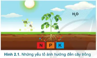 Giải công nghệ 7 cánh diều bài 2: Quy trình trồng trọt 