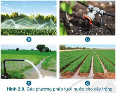 Giải công nghệ 7 cánh diều bài 2: Quy trình trồng trọt